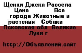 Щенки Джека Рассела › Цена ­ 10 000 - Все города Животные и растения » Собаки   . Псковская обл.,Великие Луки г.